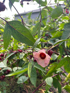 Pale pink sorrel flower with a burgundy center among green leaves and red stems.