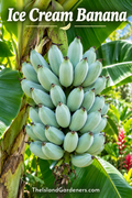Ice Cream Banana Plant