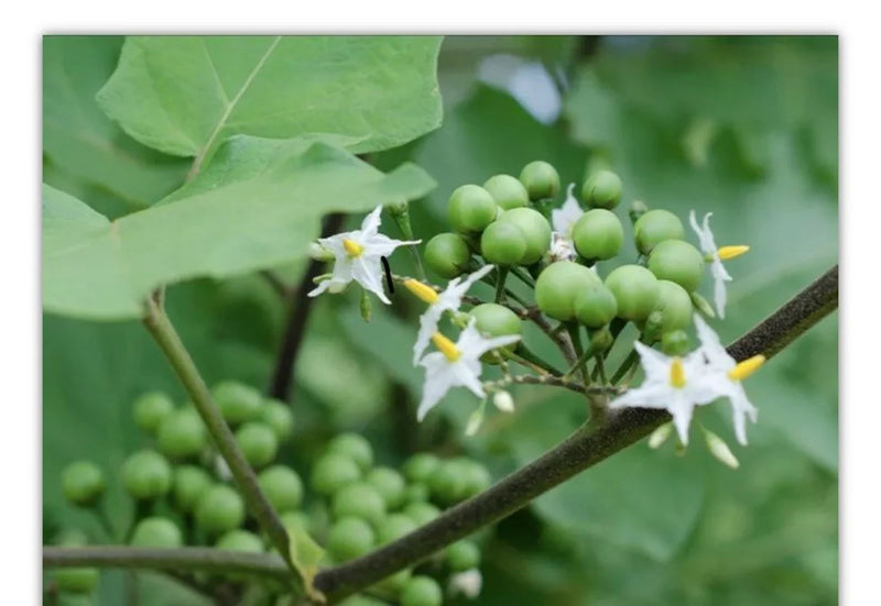 Turkey Berry Tree or Zanmoret (Solanum torvum) – Medicinal & Edible Plant | The Island Gardeners Nursery
