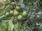 Macadamia Nut Tree – Grow Your Own Macadamia Nuts