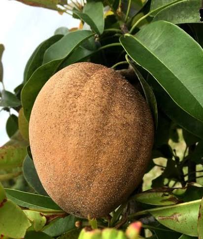 Gigantia Sapodilla Tree