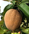 Gigantia Sapodilla Tree