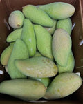 Sai Tong / Golden Nam Doc Mai Mango Tree