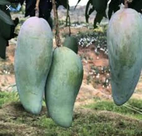 Xoai Tuong Mango tree
