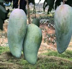Xoai Tuong Mango tree