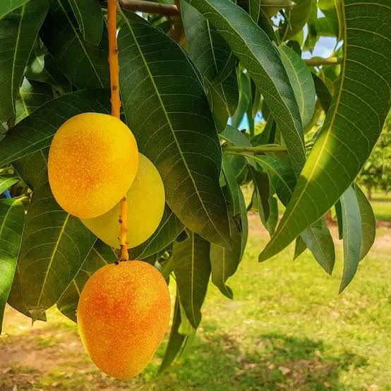 Alphonso Mango Tree