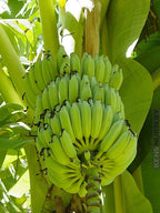 Ice Cream Banana Plant
