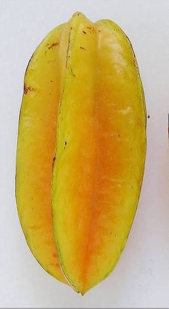 Sri Kembangan Star Fruit Tree (Carambola)