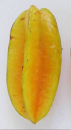 Sri Kembangan Star Fruit Tree (Carambola)