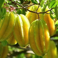 Kary Star Fruit Tree (Carambola)