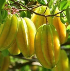 Kary Star Fruit Tree (Carambola)