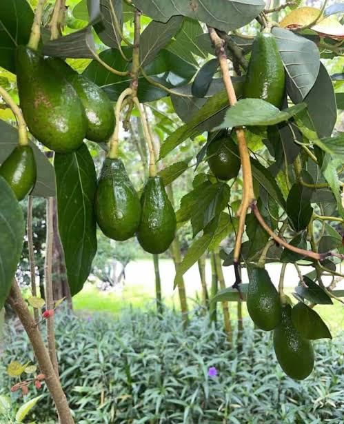 Day Avocado Tree