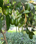 Day Avocado Tree
