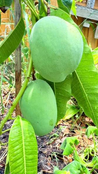 P-22 Mango Tree