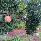 Harvest Moon Mango Tree