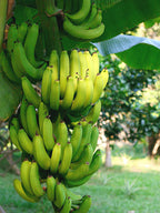 Dwarf Puerto Rican Plantain plant