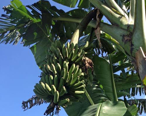 Lakatan Banana Plant