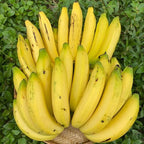 Gros Michel Banana Plant