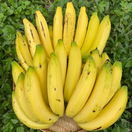 Gros Michel Banana Plant
