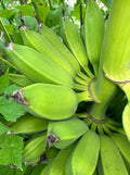 Dwarf Orinoco Burro Banana Plant