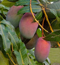 Haden Mango