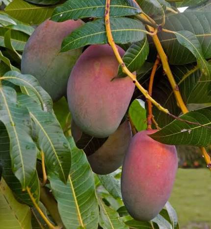 Haden Mango