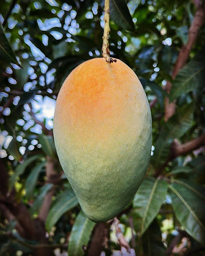 Karen Michelle Mango Tree