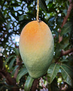 Karen Michelle Mango Tree