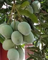 Gary Mango Tree