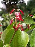 Ceylon Cinnamon Plant (True Cinnamon) — Cinnamomum verum