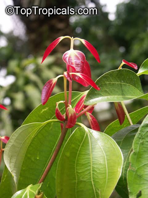 Ceylon Cinnamon Plant (True Cinnamon) — Cinnamomum verum