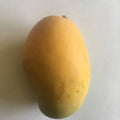 Madame Francis Mango Tree