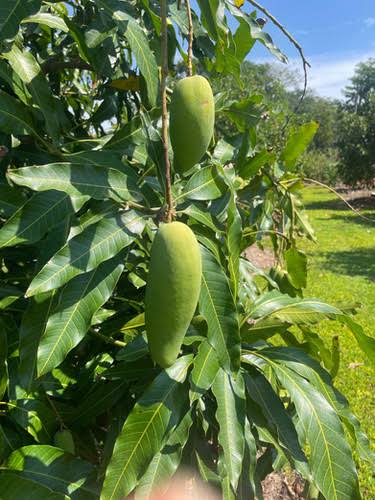 Mun Kun Si Mango Tree