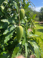 Mun Kun Si Mango Tree