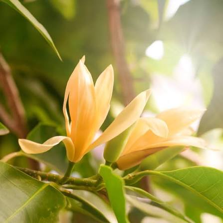 Michelia Champaca Flowering Tree – Joy Perfume Tree