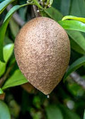 Silas Wood Sapodilla Tree