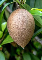 Silas Wood Sapodilla Tree