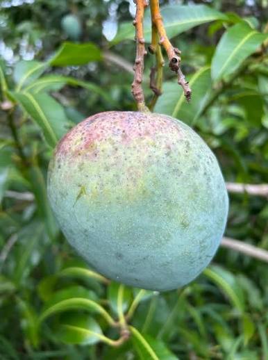 M4 Mango Tree