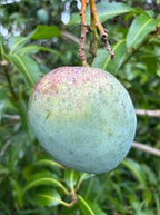 M4 Mango Tree