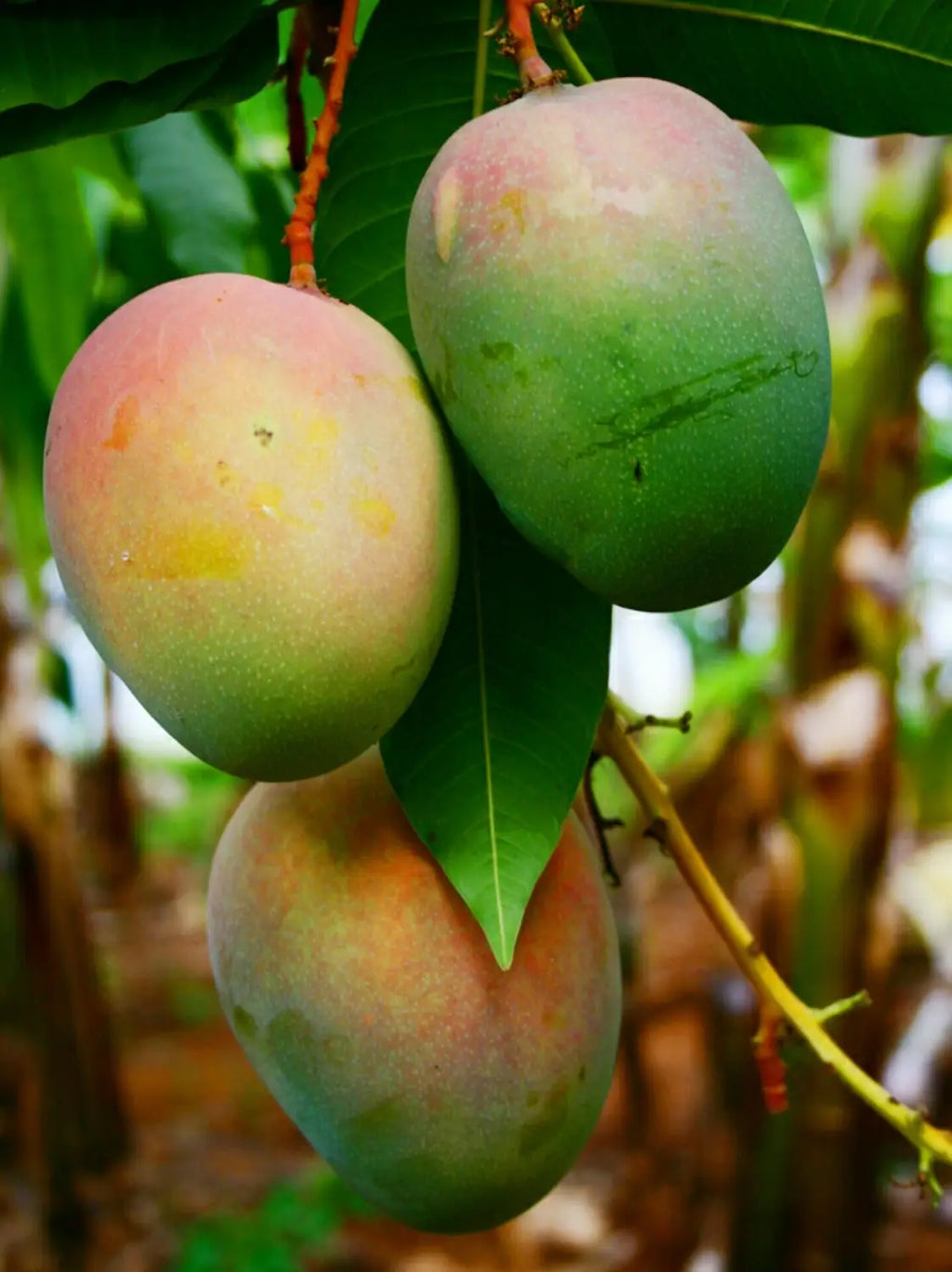Three ripe Jakarta mangoes hanging from a branch with green leaves in a tropical outdoor setting.
