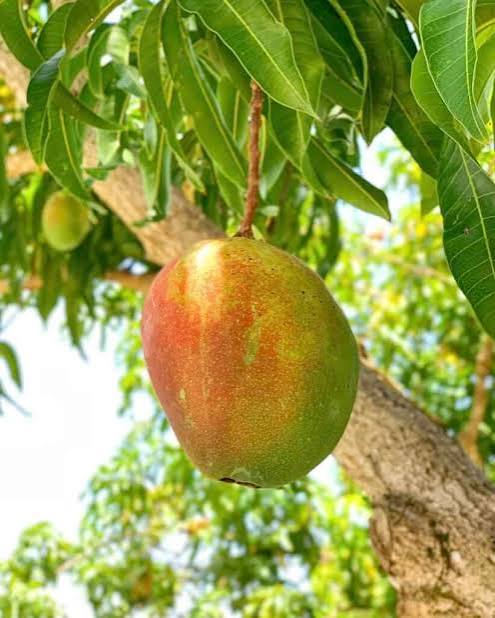 Broad green mango with an orange-red blush hanging beside a trunk and narrow leaves.