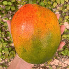 Hand holding a large broad mango with sunset orange-red skin, a green lower portion, and fine dark speckles.