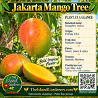 Jakarta mango product graphic with broad orange-red and green fruit, yellow flesh, growing information, The Island Gardeners logo, and Harvest Calendar QR code.