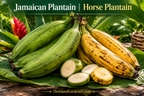 Jamaican Plantain Plant  | Horse Plantain