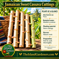 Jamaican sweet cassava stem cuttings with visible buds beside a woven basket on a rustic wooden table. 