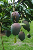 Cluster of green mangoes hanging low on leafy branches in a garden.