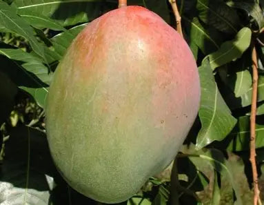 Large oval green mango with a pink-red shoulder blush hanging among leaves.