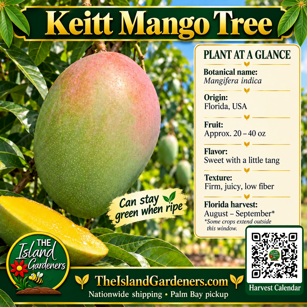 Keitt mango graphic with a large green fruit, light pink blush, yellow flesh, growing information, and a Harvest Calendar QR code.