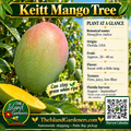 Keitt mango graphic with a large green fruit, light pink blush, yellow flesh, growing information, and a Harvest Calendar QR code.