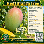 Keitt mango graphic with a large green fruit, light pink blush, yellow flesh, growing information, and a Harvest Calendar QR code.